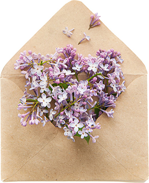 an open parchment envelope filled with small, purple flowers